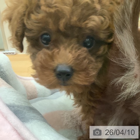 福岡県のトイプードル(トイ) (ペットプラス 福岡店/2026年2月4日生まれ/女の子/レッド)の子犬の4枚目の画像