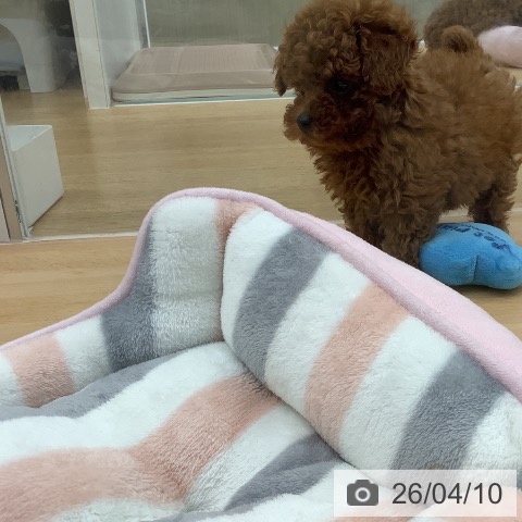 福岡県のトイプードル(トイ) (ペットプラス 福岡店/2026年2月4日生まれ/女の子/レッド)の子犬の3枚目の画像