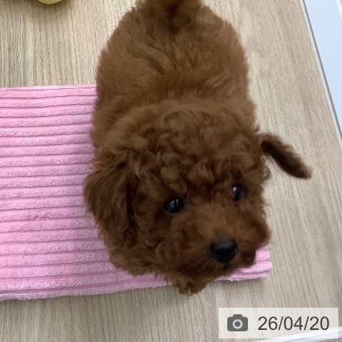 長崎県のトイプードル(トイ) (ペットプラス 長崎店/2026年2月4日生まれ/女の子/レッド)の子犬の4枚目の画像