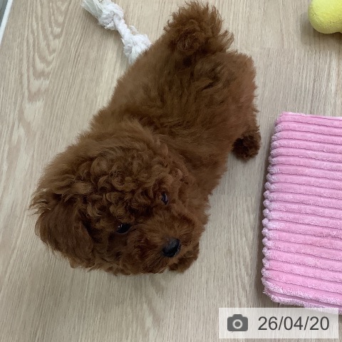 長崎県のトイプードル(トイ) (ペットプラス 長崎店/2026年2月4日生まれ/女の子/レッド)の子犬の3枚目の画像
