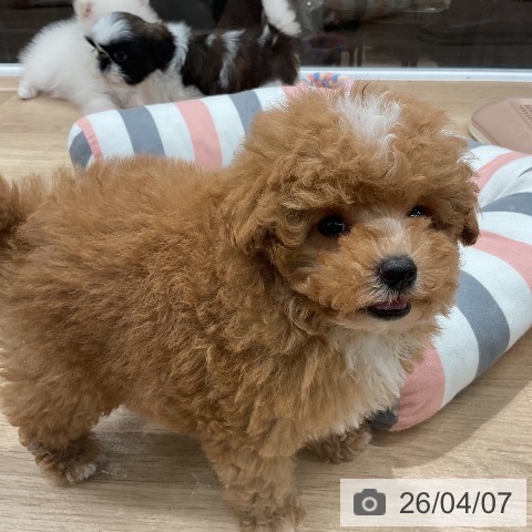 トイ・プードルの写真