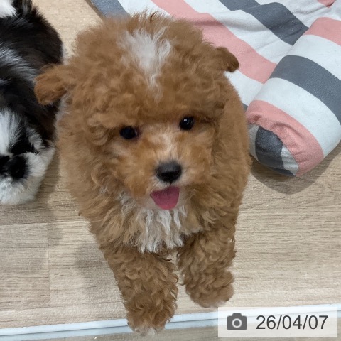 トイ・プードルの写真