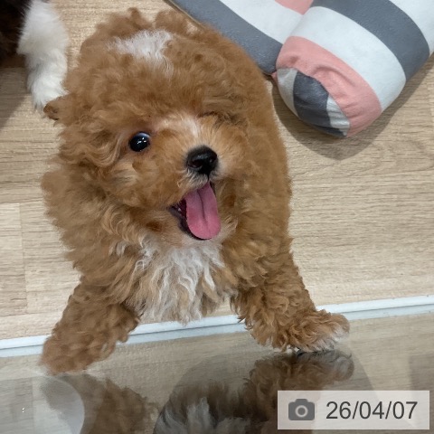 トイ・プードルの写真