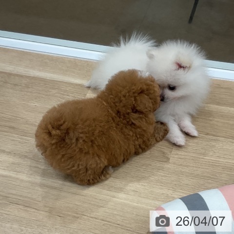 トイ・プードルの写真