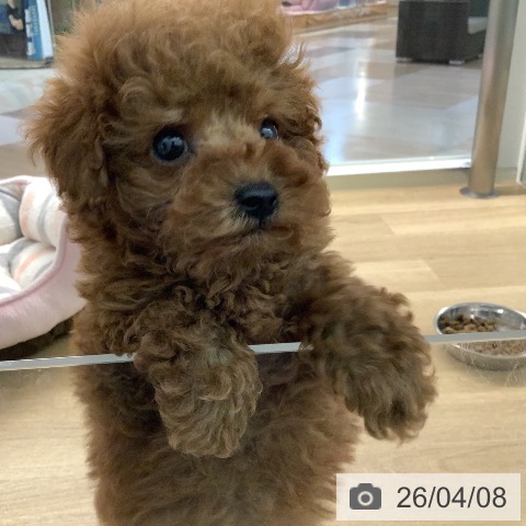 トイ・プードルの写真