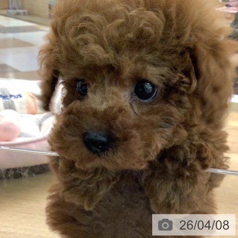 トイ・プードルの写真