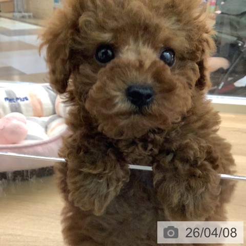 トイ・プードルの写真