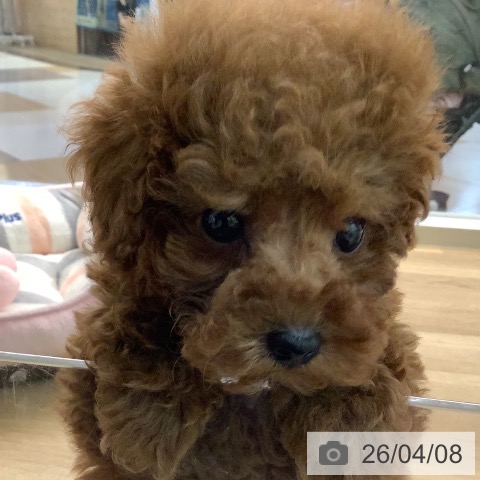 トイ・プードルの写真