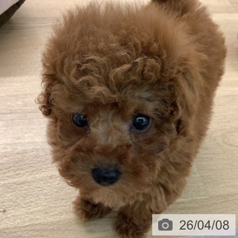 トイ・プードルの写真