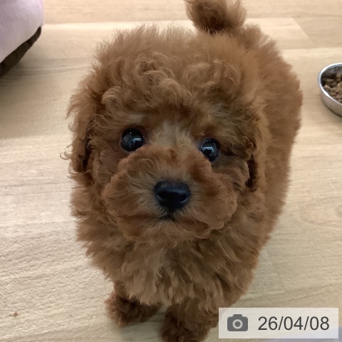 トイ・プードルの写真