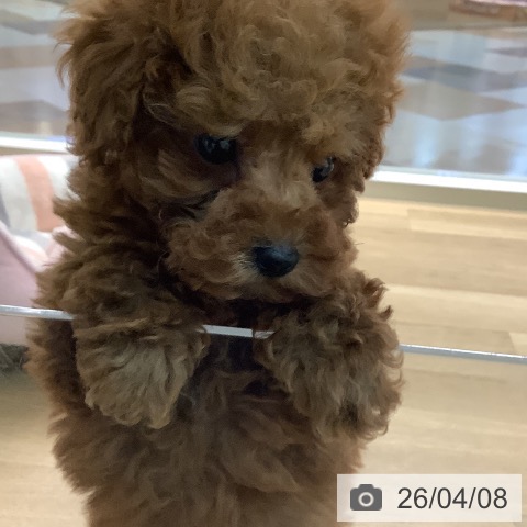 宮崎県のトイプードル(トイ) (ペットプラス 宮崎店/2026年2月5日生まれ/男の子/レッド)の子犬の4枚目の画像