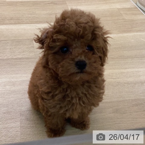 宮崎県のトイプードル(トイ) (ペットプラス 宮崎店/2026年2月5日生まれ/男の子/レッド)の子犬の3枚目の画像