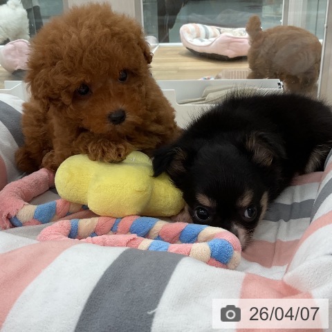 トイ・プードルの写真