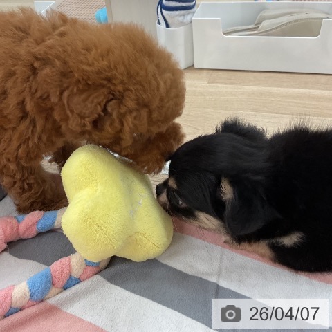 トイ・プードルの写真