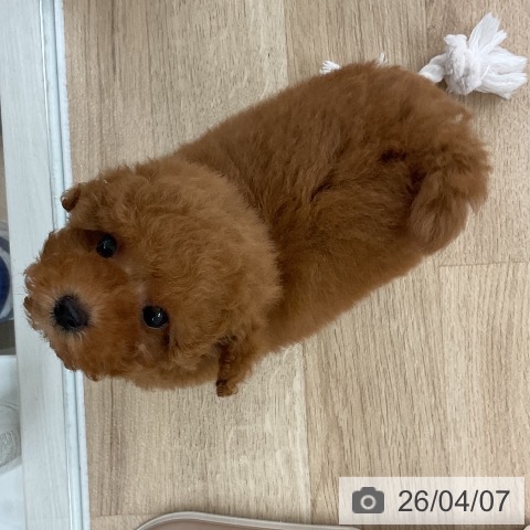 トイ・プードルの写真