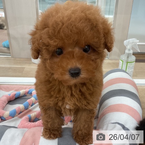 トイ・プードルの写真