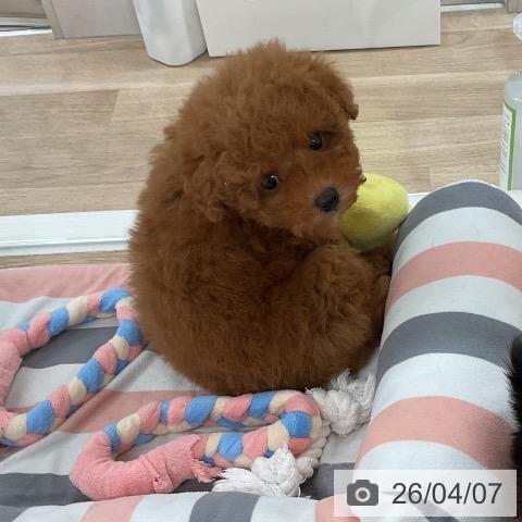 トイ・プードルの写真