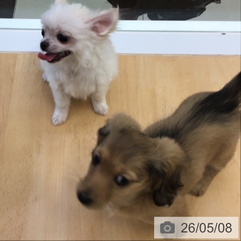 チワワの写真