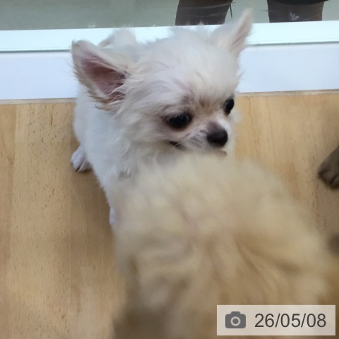 チワワの写真