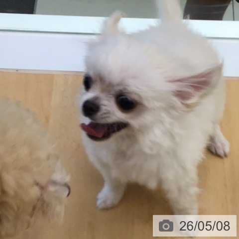 チワワの写真