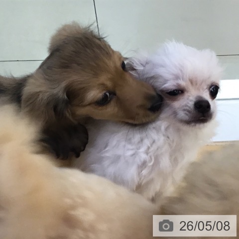 チワワの写真