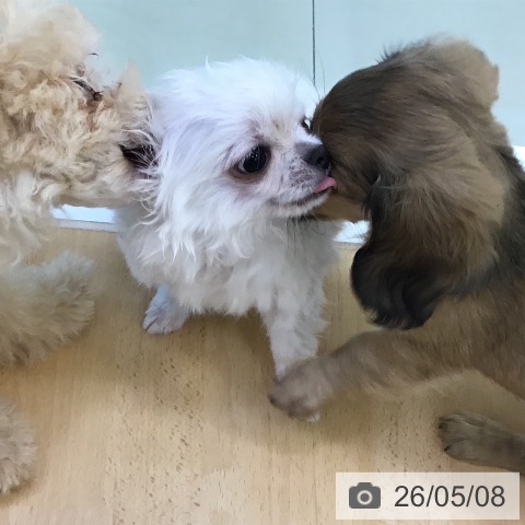 チワワの写真