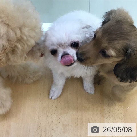 チワワの写真