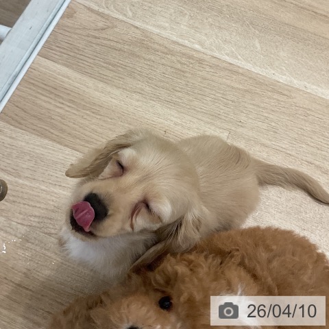 カニーンヘン・ダックスフンドの写真