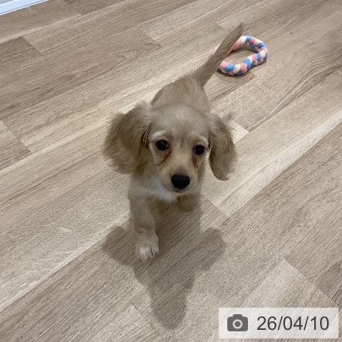 カニーンヘン・ダックスフンドの写真