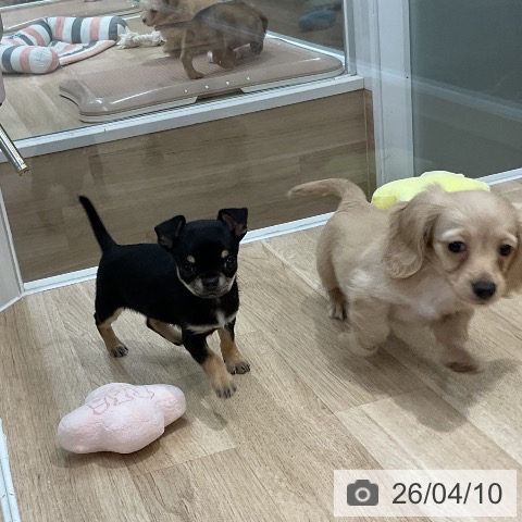 カニーンヘン・ダックスフンドの写真