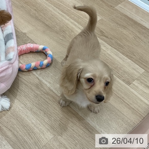 カニーンヘン・ダックスフンドの写真