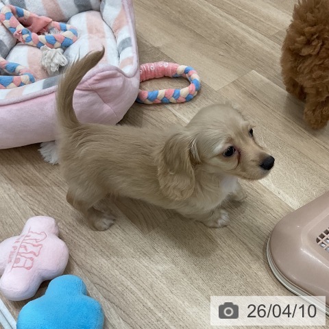 カニーンヘン・ダックスフンドの写真