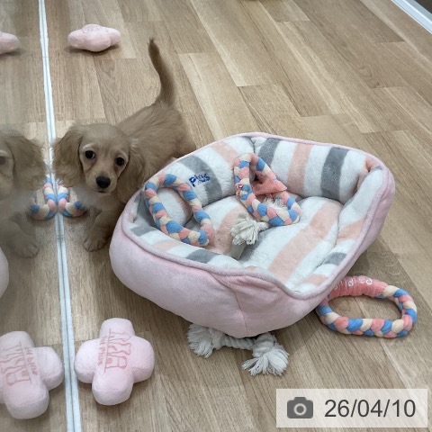 カニーンヘン・ダックスフンドの写真