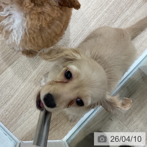 カニーンヘン・ダックスフンドの写真