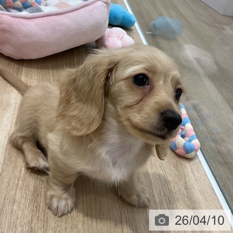 カニーンヘン・ダックスフンドの写真