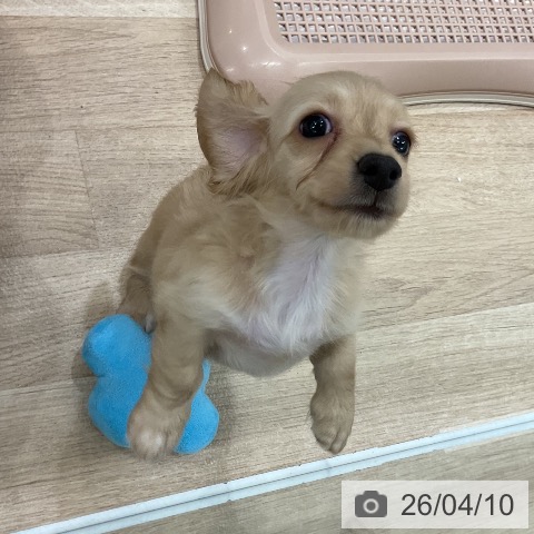 カニーンヘン・ダックスフンドの写真