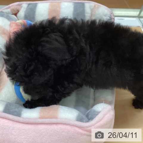 福岡県のトイプードル(トイ) (ペットプラス 黒崎店/2026年1月27日生まれ/女の子/ブラック)の子犬の4枚目の画像