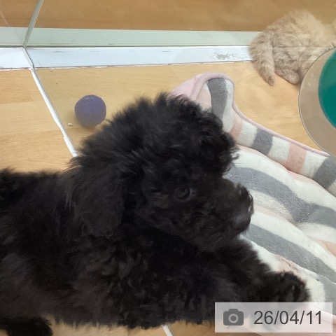 福岡県のトイプードル(トイ) (ペットプラス 黒崎店/2026年1月27日生まれ/女の子/ブラック)の子犬の3枚目の画像