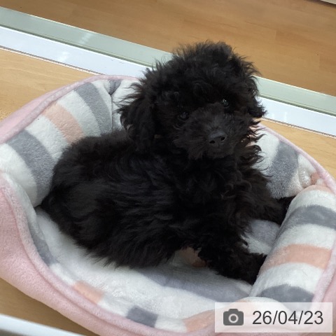 福岡県のトイプードル(トイ) (ペットプラス 黒崎店/2026年1月27日生まれ/女の子/ブラック)の子犬の3枚目の画像