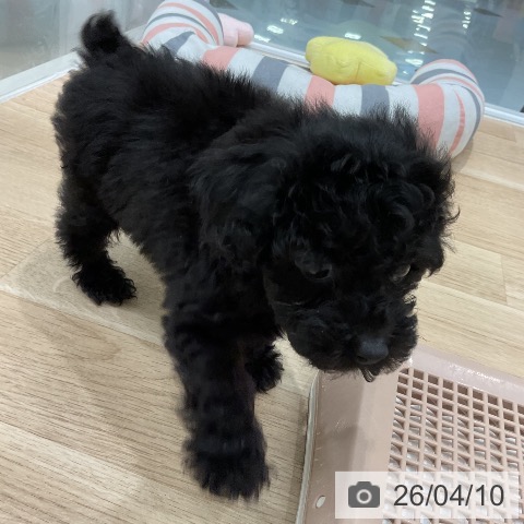 福岡県のトイプードル(トイ) (ペットプラス 八幡東店/2026年2月3日生まれ/女の子/ブラック)の子犬の4枚目の画像