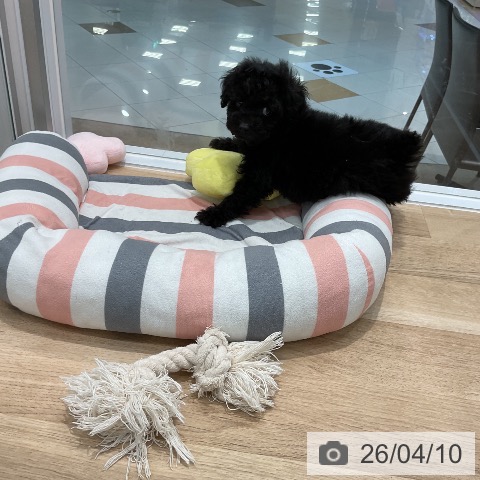 福岡県のトイプードル(トイ) (ペットプラス 八幡東店/2026年2月3日生まれ/女の子/ブラック)の子犬の3枚目の画像