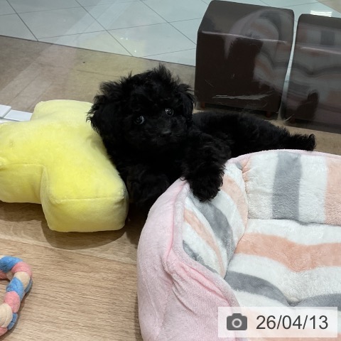 福岡県のトイプードル(トイ) (ペットプラス 八幡東店/2026年2月3日生まれ/女の子/ブラック)の子犬の4枚目の画像