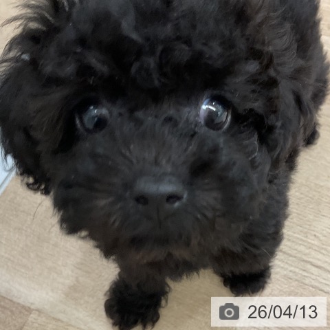 福岡県のトイプードル(トイ) (ペットプラス 八幡東店/2026年2月3日生まれ/女の子/ブラック)の子犬の3枚目の画像