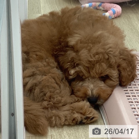 宮崎県のトイプードル(トイ) (ペットプラス 宮崎店/2026年2月6日生まれ/男の子/レッド)の子犬の4枚目の画像