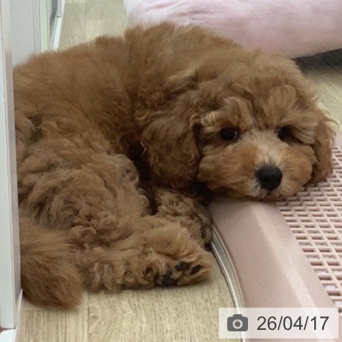 宮崎県のトイプードル(トイ) (ペットプラス 宮崎店/2026年2月6日生まれ/男の子/レッド)の子犬の3枚目の画像