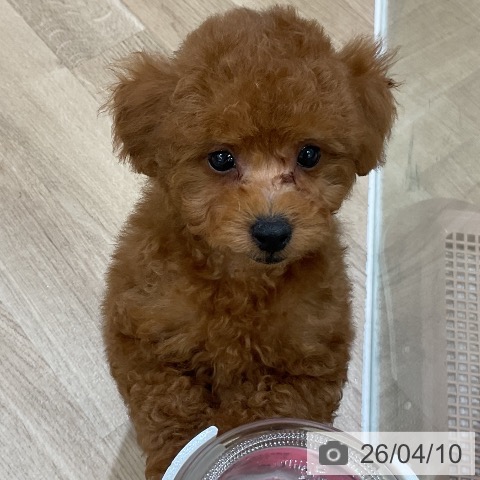 福岡県のトイプードル(トイ) (ペットプラス 香椎浜店/2026年2月6日生まれ/男の子/レッド)の子犬の4枚目の画像