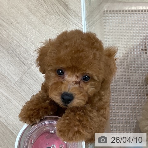 福岡県のトイプードル(トイ) (ペットプラス 香椎浜店/2026年2月6日生まれ/男の子/レッド)の子犬の3枚目の画像