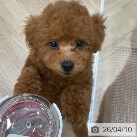福岡県のトイプードル(トイ) (ペットプラス 香椎浜店/2026年2月6日生まれ/男の子/レッド)の子犬の4枚目の画像