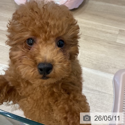 福岡県のトイプードル(トイ) (ペットプラス 香椎浜店/2026年2月6日生まれ/男の子/レッド)の子犬の3枚目の画像