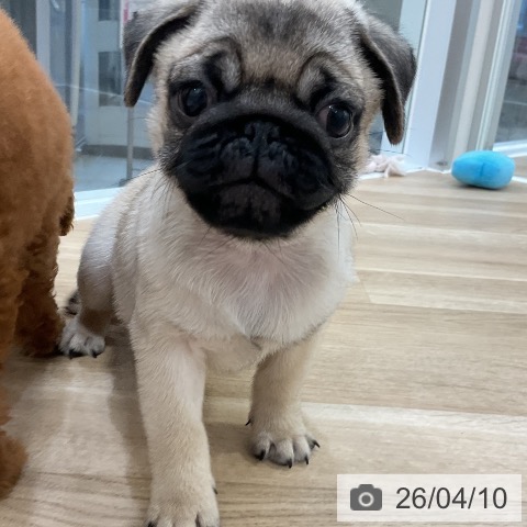 福岡県のパグ (ペットプラス 香椎浜店/2026年2月6日生まれ/男の子/フォーン)の子犬の4枚目の画像